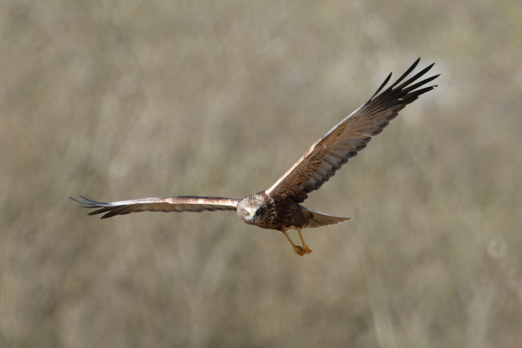 Photo of Marsh Harrier